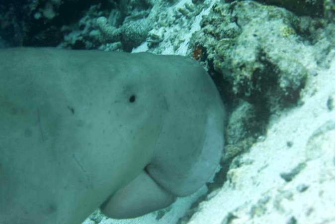 dugong dugong
