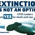 Vote yes for sharks and rays