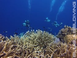 planned decompression on the 100m in Bunaken