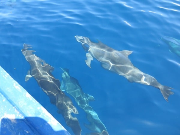 dolphins in Bunaken 24DeC13 dolphins in Bunaken 24DeC13