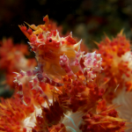 Candy Crab in Bunaken
