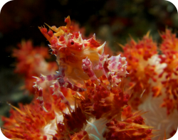 Candy Crab in Bunaken