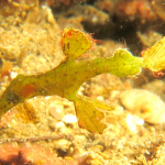 HALIMEDA GHOST PIPEFISH