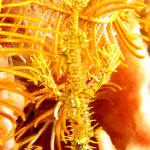 ORNATE GHOST PIPEFISH YELLOW