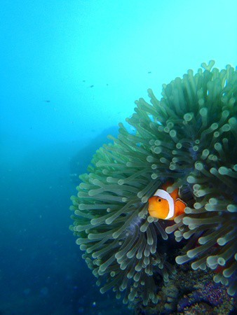 Finding nemo in lembongan Finding nemo in lembongan