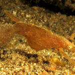 ROBUST GHOST PIPEFISH