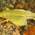 Ghost Pipefish Bonanza