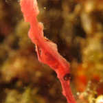 VELVET GHOST PIPEFISH