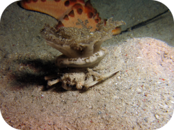 Carrier Crab