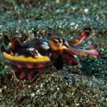 Flashy Flamboyant Cuttlefish