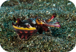 Flashy Flamboyant Cuttlefish