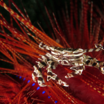 Zebra Crab