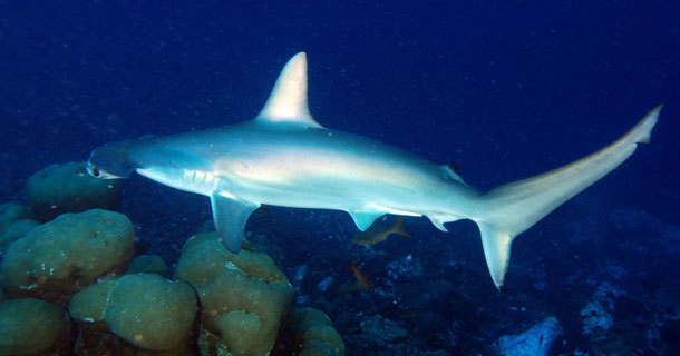 diving-belongas-bay-1