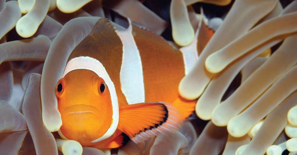 diving-south-gilis-2