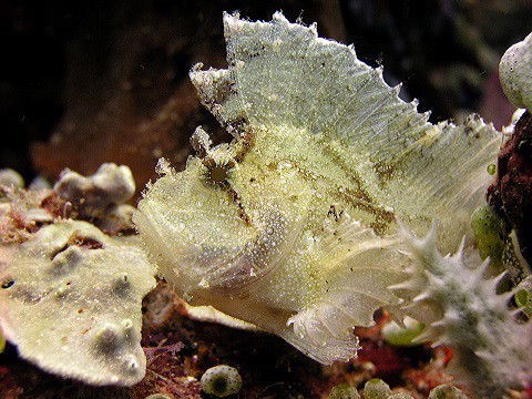 Leaf scorpionfish or paperfish leaf scorpionfish
