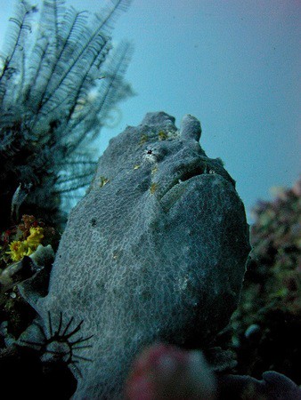 Frogfish frogfish