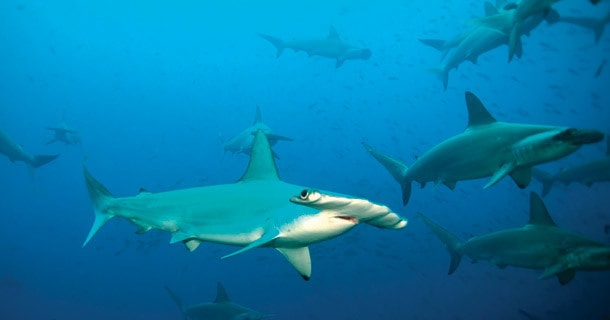 hammerheads-lombok