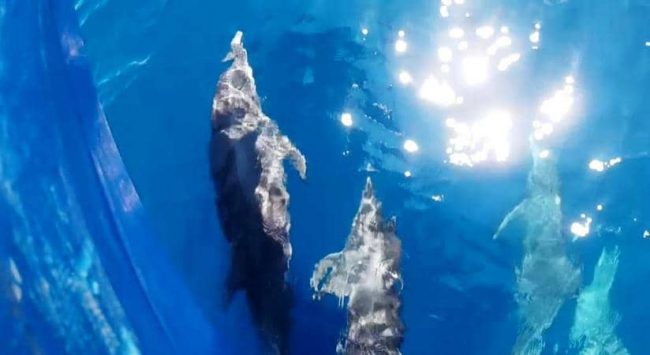 Dolphins Dolphins in Bunaken playing underwater