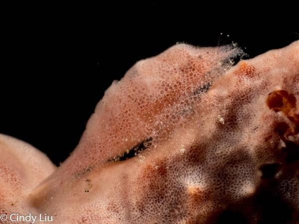 cindy3 New year critter madness in Lembeh2