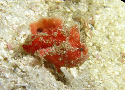 painted-frogfish-macro-hunt