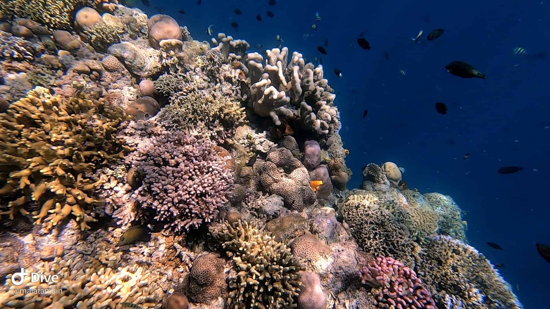 Bunaken Coral Reef