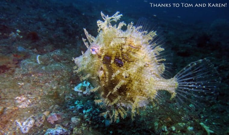 Leafy-filefish leafy filefish