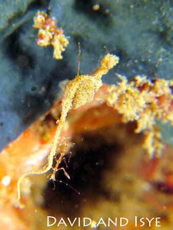 Lembeh-Sea-Dragon_pregnant sea dragon lembeh