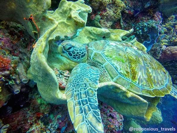Rob-blog-turtle-bunaken