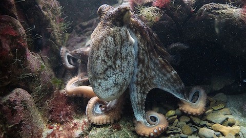 awesome-octopus-lembongan octopus