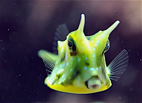 cowfish-in-lembongan cowfish