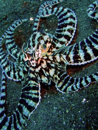 lembeh-mimic-octopus lembeh mimic octopus