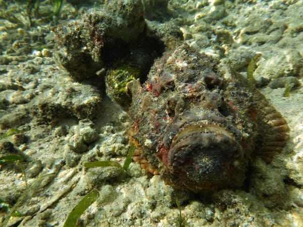 stonefish