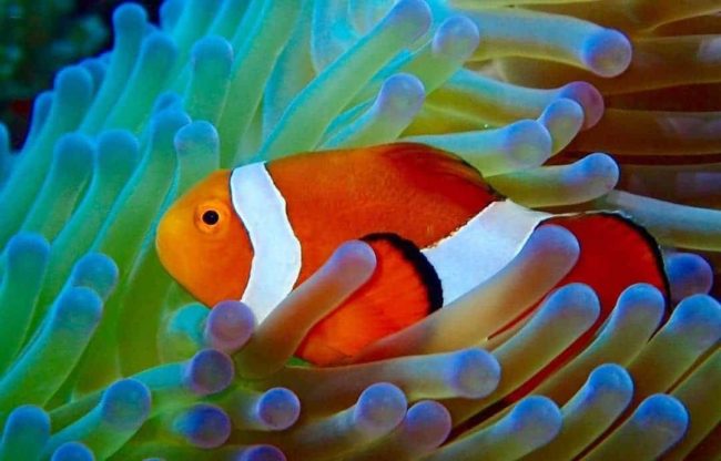 Nemo Bunaken Nemo Bunaken