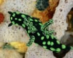 Nudibranch Bunaken