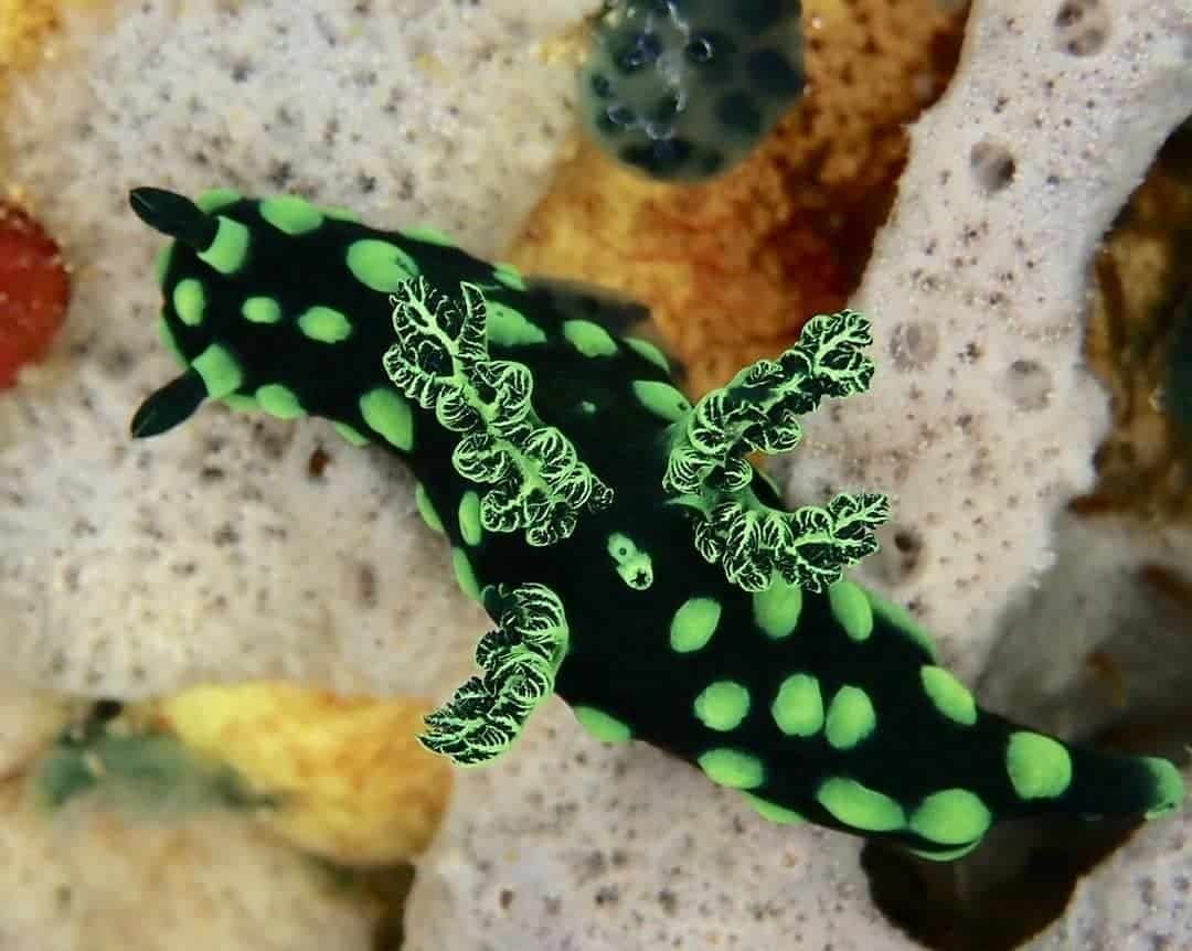 Nudibranch Bunaken