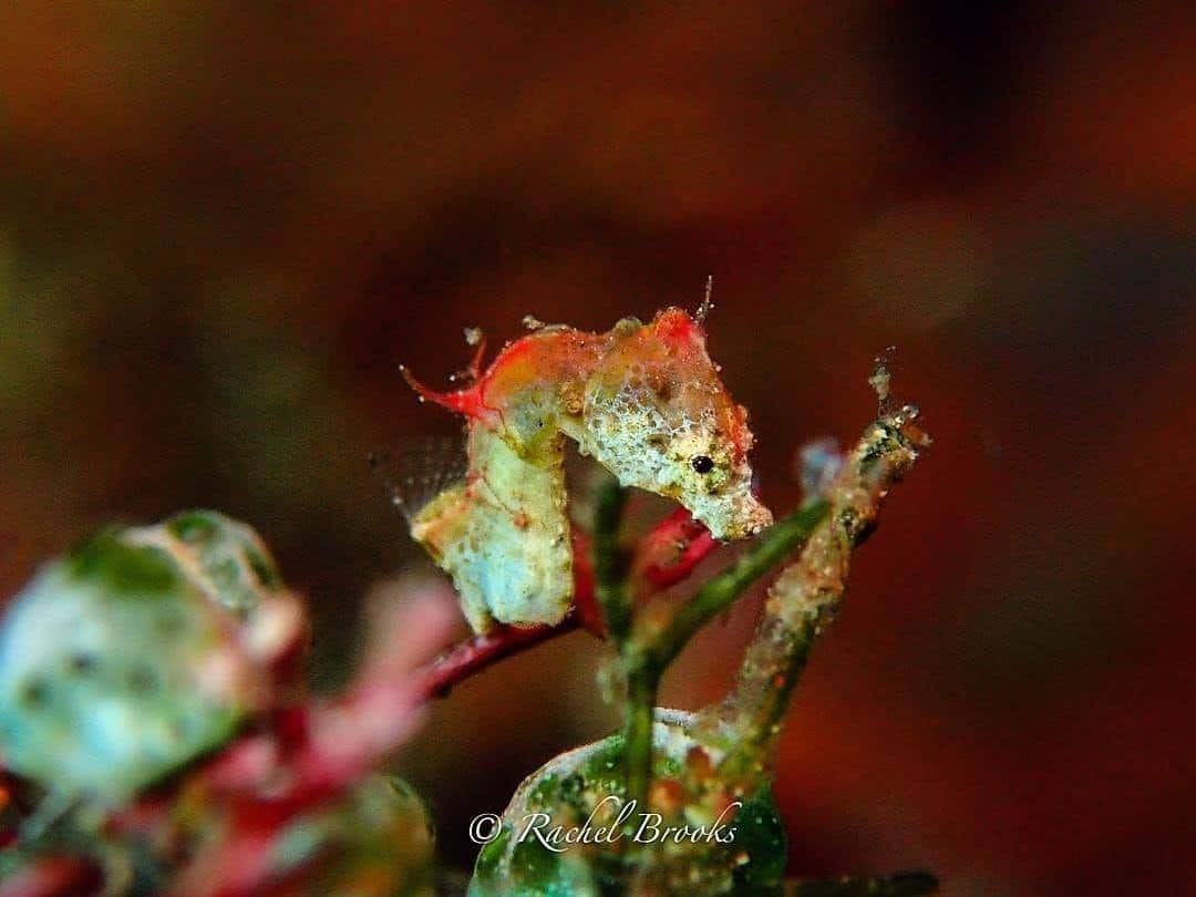 Pontohi Seahorse Lembeh