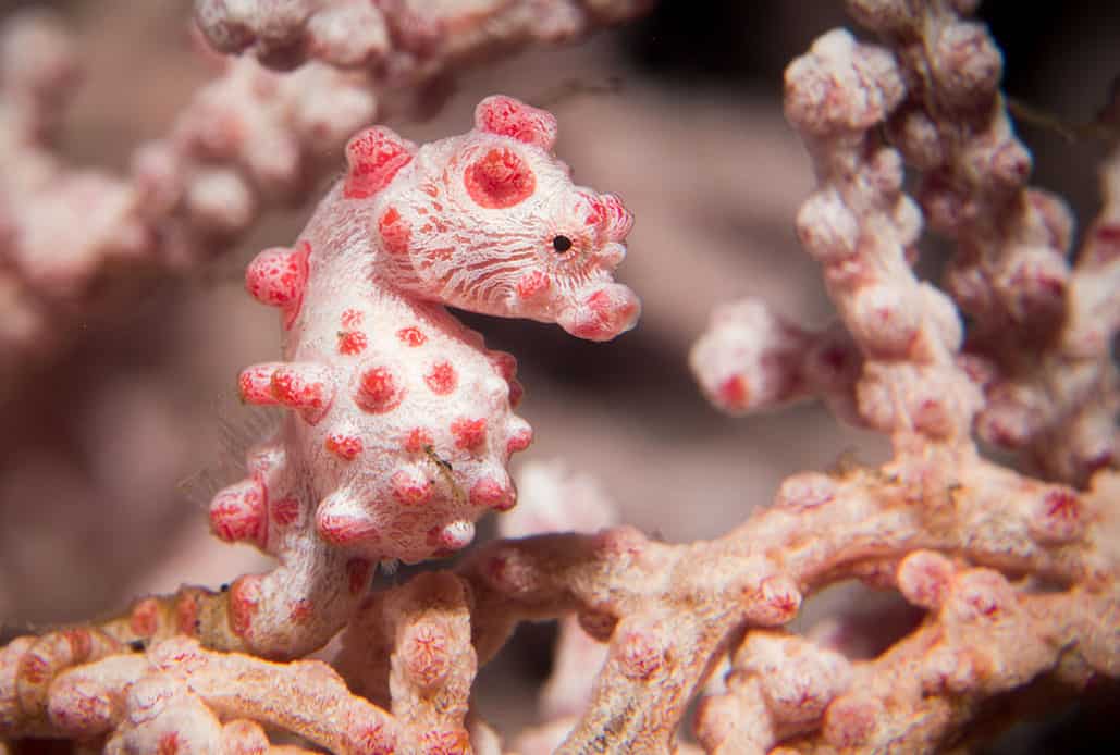Seahorse Lembeh