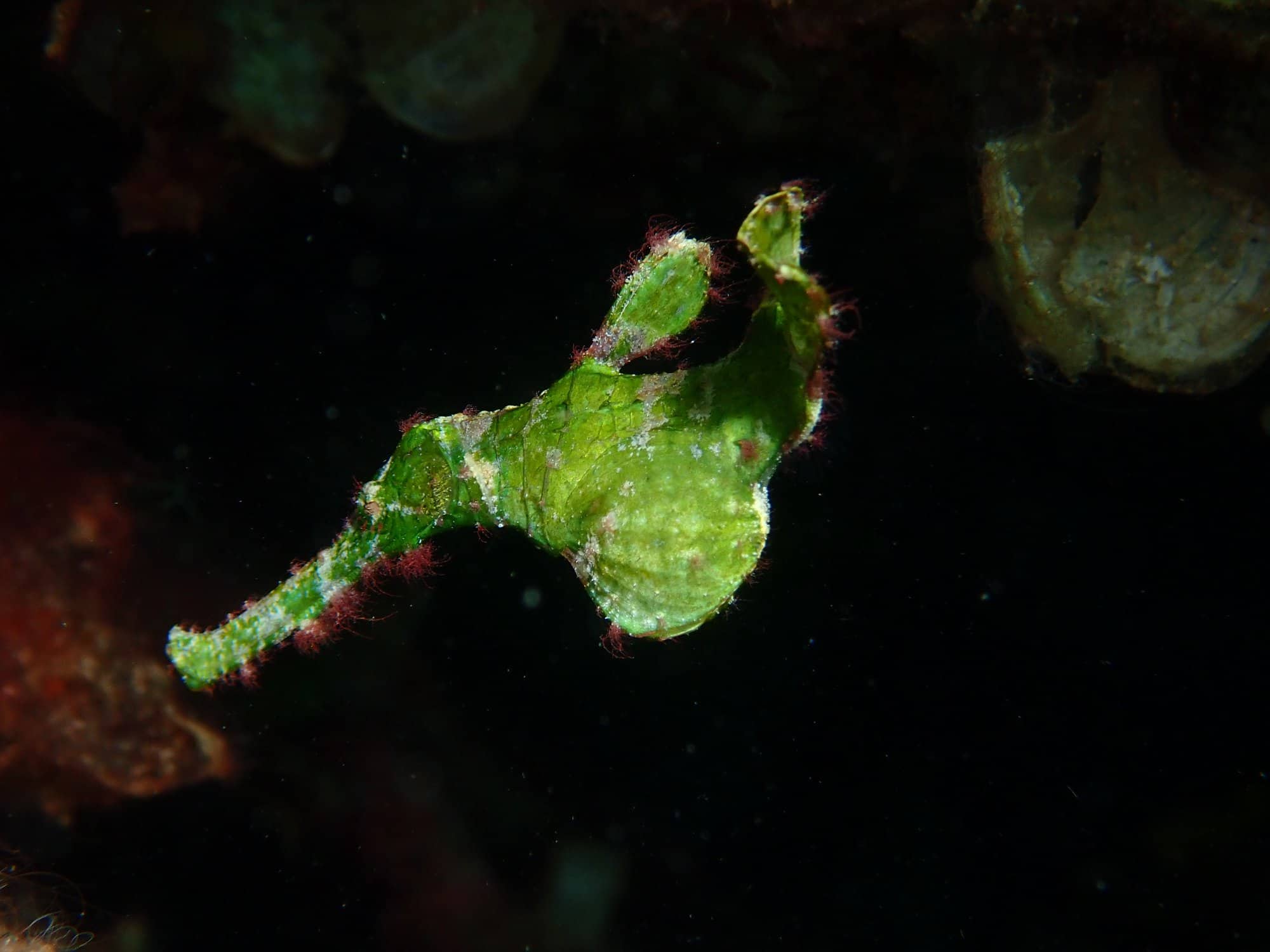 Ghost Pipe Fish Lembeh