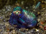Bobtail Squid Lembeh