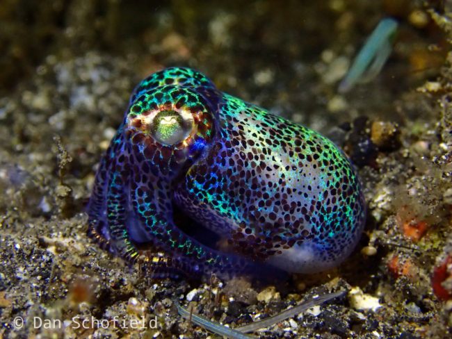 Bobtail Squid Lembeh