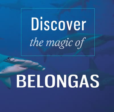 discover belongas bay
