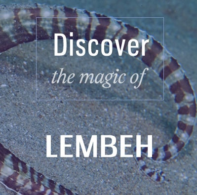 discover lembeh
