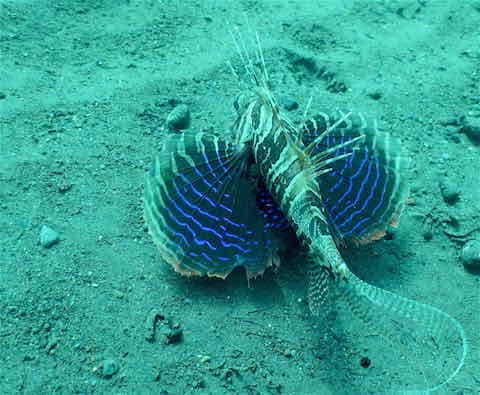 Gurnard-Lionfish-in-Amed Gurnard Lionfish