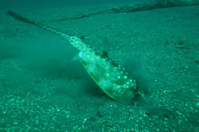 Longhorn-Cowfish longhorn cowfish
