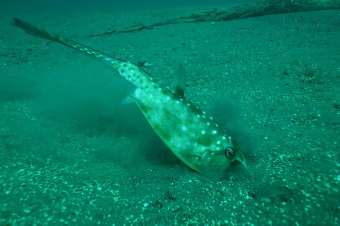 Longhorn-Cowfish longhorn cowfish