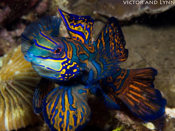 mandarin fish mandarin fish