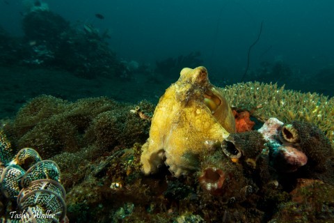 Reef-Octopus-2 reef octopus