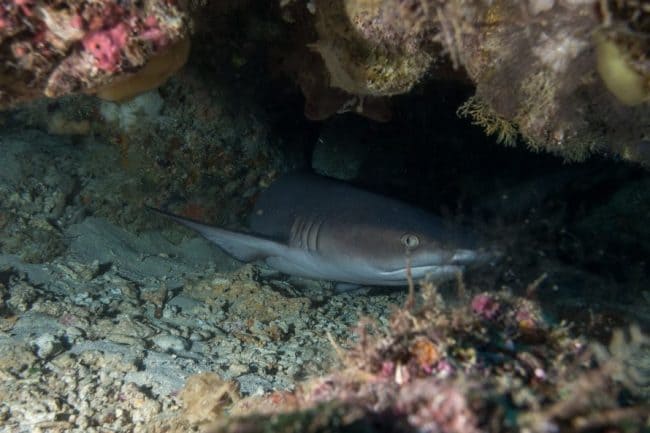 blacktip shark bunaken whitetip sharks bunaken