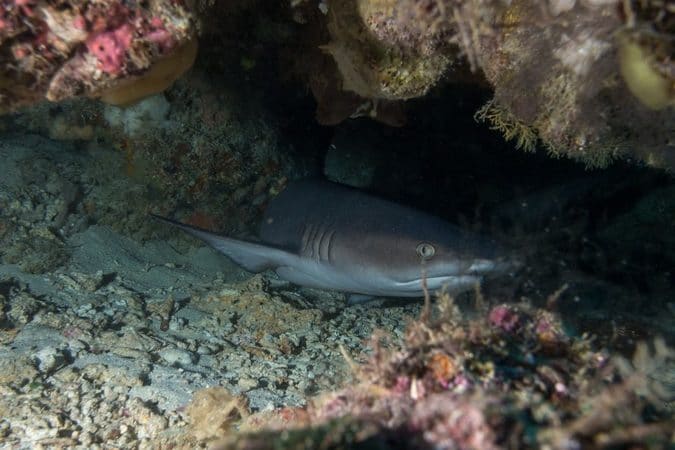 blacktip shark bunaken whitetip sharks bunaken