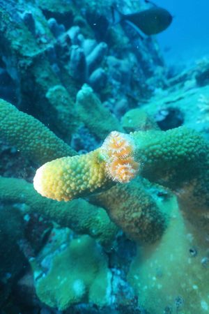 christmas-tree-worm christmas tree worm